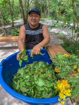 Ayahuasca-leaf-preparation
