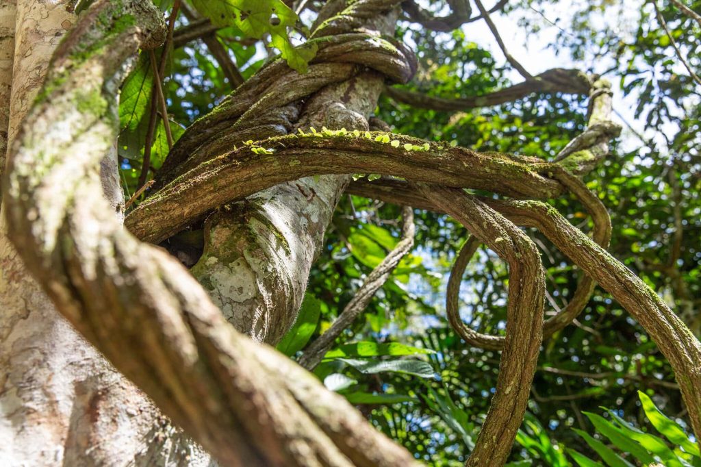 ayahuasca-plant