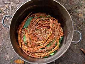 5-days-ayahuasca-retreat-plant-medicine